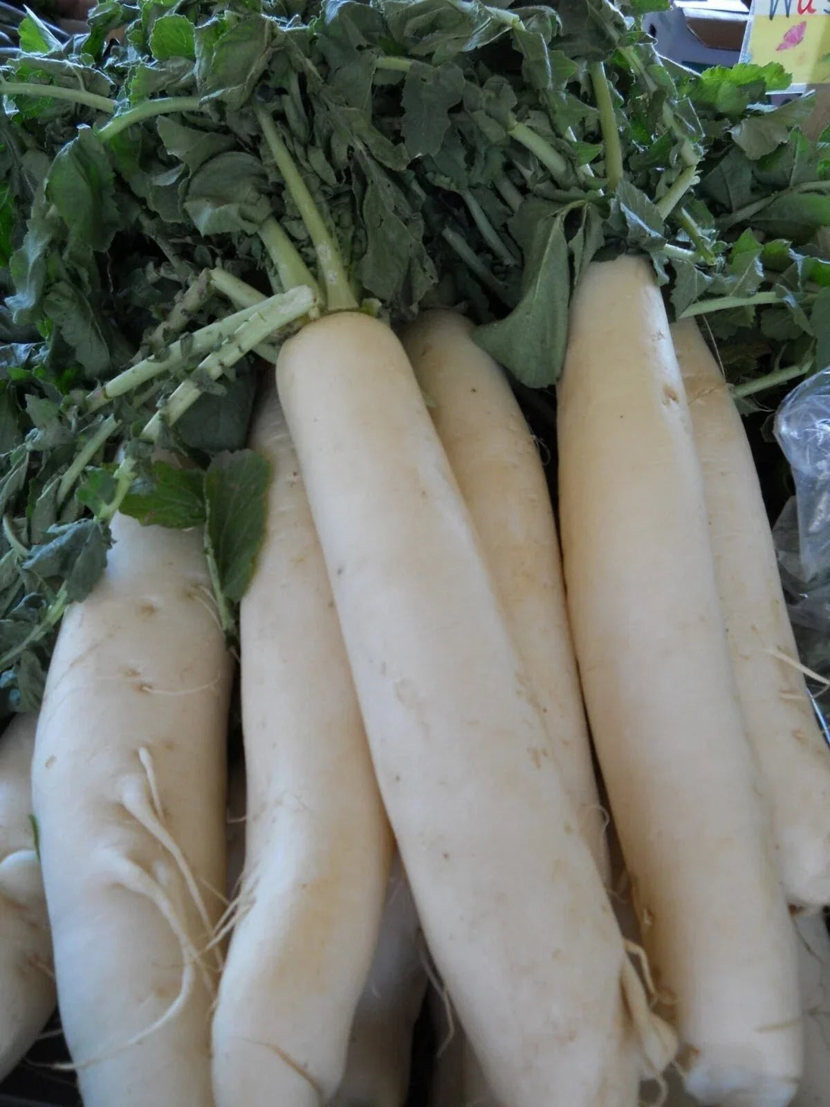 Daikon Radish Seeds - 1000+ Organic Heirloom Japanese Minowase Raphanus sativus var. longipinnatus