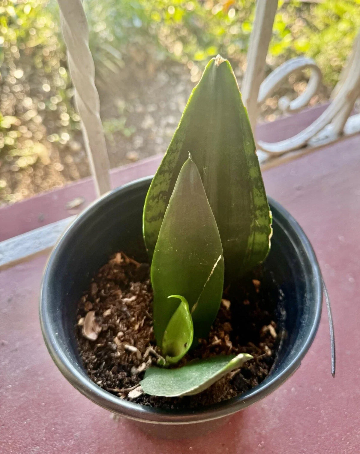 Rooted Dracaena Snake Plant Cuttings - Sansevieria Trifasciata Indoor Houseplant, Easy Care, Air Purifying