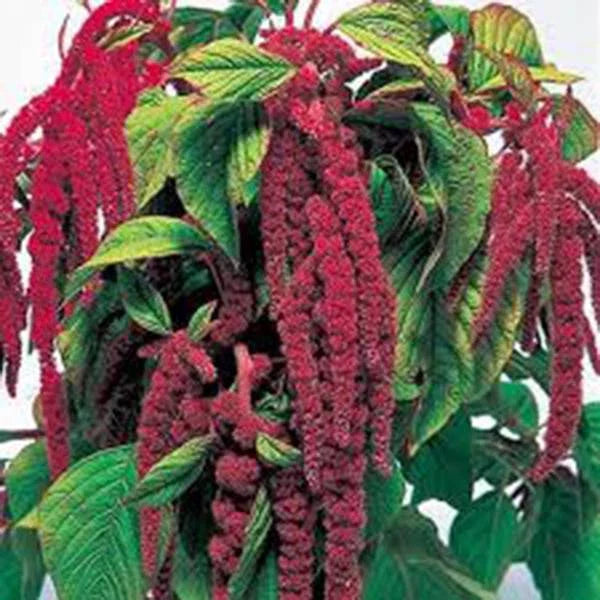 Love Lies Bleeding Seeds, 500 Seeds, Striking Maroon Blooms, Amaranthus caudatus