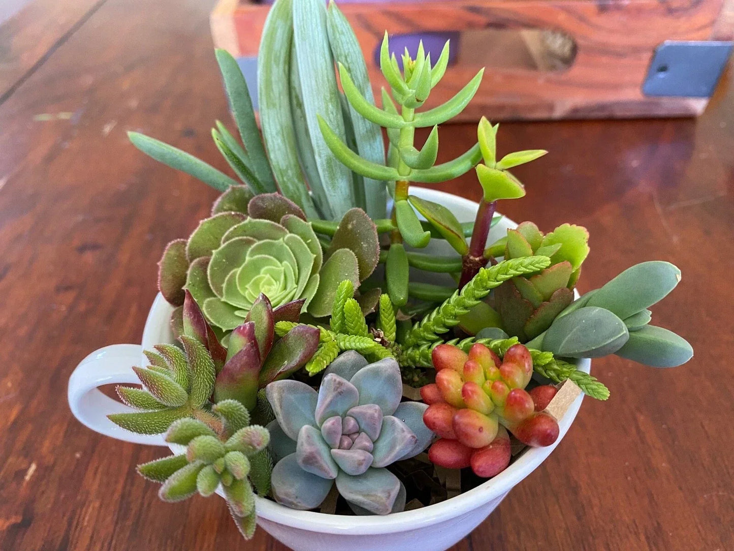 Live Succulent Cuttings Set - 12 Assorted Varieties for Indoor Garden, Terrariums, Cactus Plants, Low Maintenance, Healthy Succulents