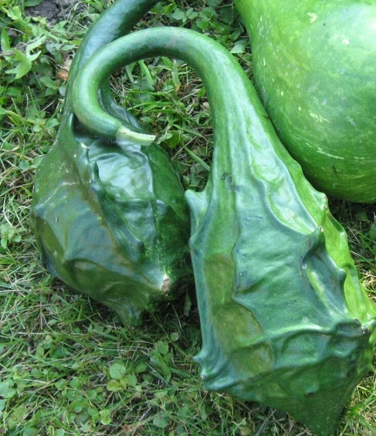 Dragon Gourd Seeds - Edible Caveman's Club, Lagenaria siceraria, 12 Seeds for Garden, Vining, Full Sun