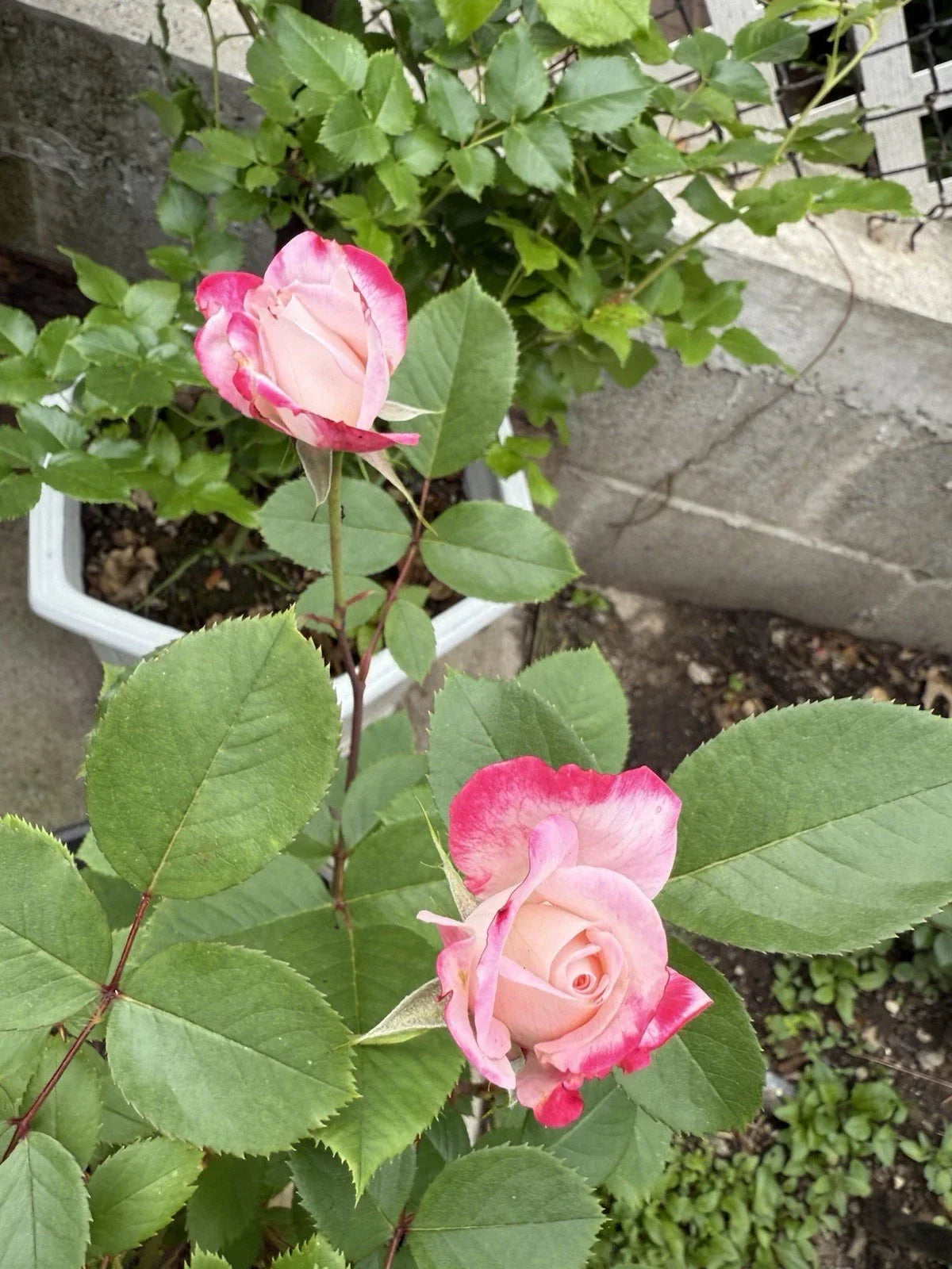 Candy Cane Cocktail Shrub Rose Live Plant 1 QT Rosa 'Candy Cane Cocktail' Colorful Blooms, Pollinator Attracting, Low Maintenance