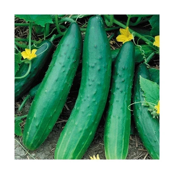 Cucumber Seeds - Garden Sweet Burpless Variety - Heirloom Cucumis sativus for Home Gardens and Containers