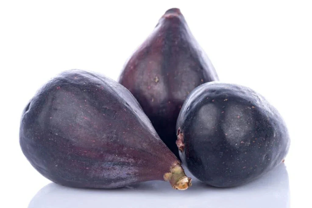 LSU Gold Fig Seeds - 100+ Count - Ficus carica - Premium Non-GMO Garden Seeds USA