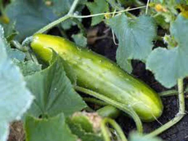 Cucumber Seeds 100 Count, Long Green Improved, Heirloom, Non-GMO, Cucumis sativus