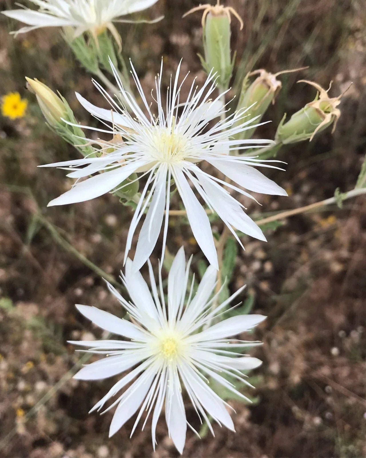 Mentzelia nuda Seeds | Bractless Blazingstar Wildflower Seeds for Garden, Native Pollinator Planting