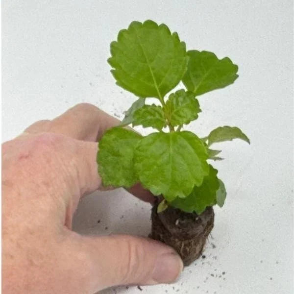 Plectranthus Swedish Ivy Green Live Rooted House Plant - Indoor Trailing Foliage, Easy Care, Air-Purifying, 12-24 Inches