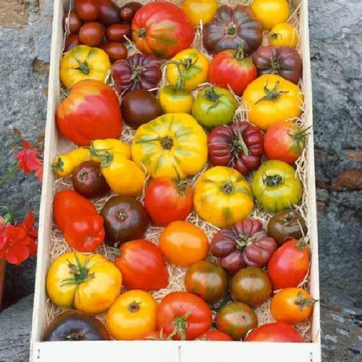 Heirloom Tomato Seeds Mix - 100 Non-GMO Open Pollinated Varieties - Colorful, Flavorful Solanum lycopersicum Seeds