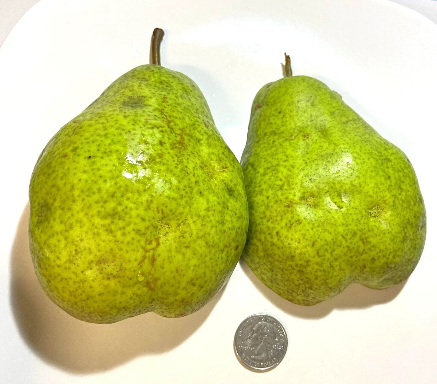 Giant Bartlett Pear Tree Cuttings 6+3 Scions, High Yield, Juicy Fruit, Pyrus communis