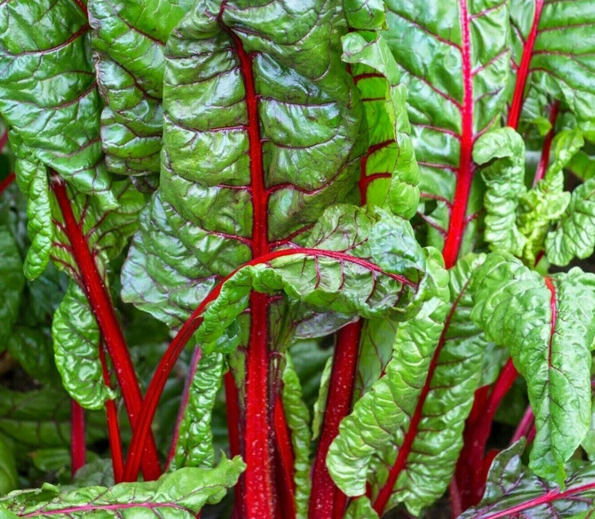 Ruby Red Swiss Chard Seeds 100+ Heat Tolerant Salad Greens Beta vulgaris var. cicla for Home Garden