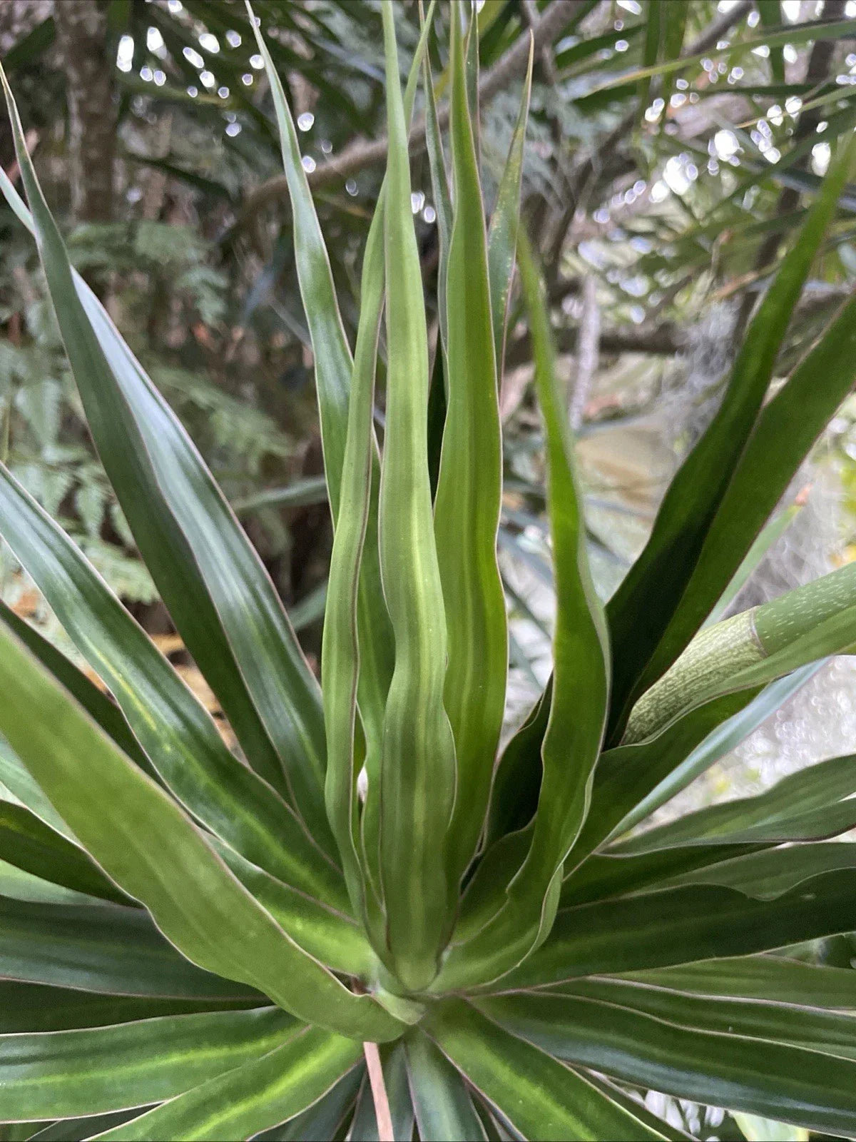 Dragon Tree Cuttings 5 Hawaii Grown Dracaena Marginata Bonsai Indoor Outdoor Plants