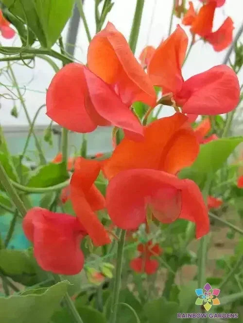 Prince of Orange Sweet Pea Seeds - 50+ Lathyrus odoratus Seeds for Garden
