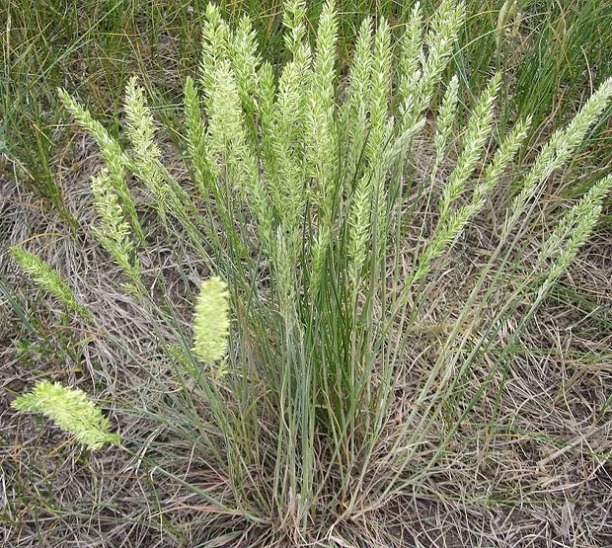 June Grass Seeds 250 Pack Perennial Ornamental Koeleria macrantha Garden Plant