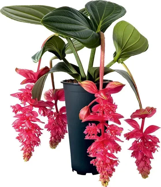Royal Intenz Magnifica Medinilla Plant - Live Well-Rooted Starter, Exotic Indoor Greenery, Pink Flowers, Rare Houseplant
