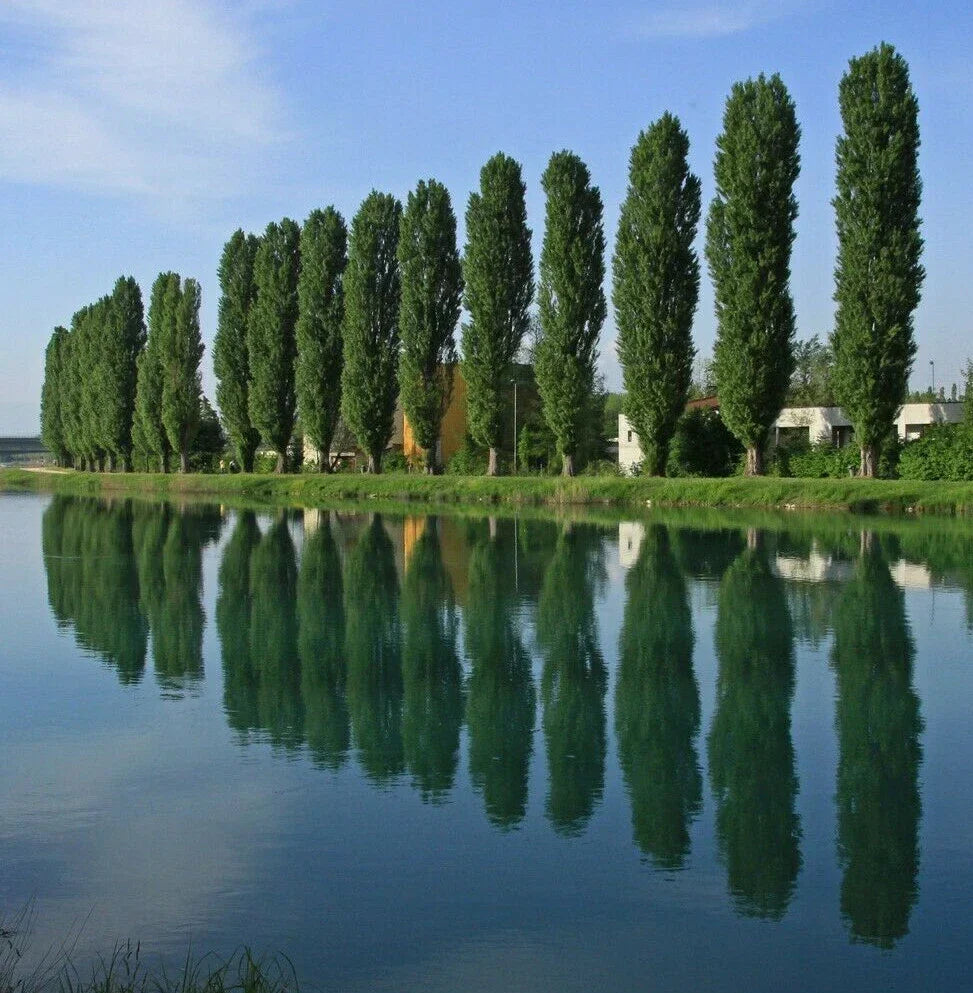 Theves Poplar Tree Cuttings 6-8 Inches Populus nigra 'Afghanica' Easy to Root Fast-Growing Landscape Plants