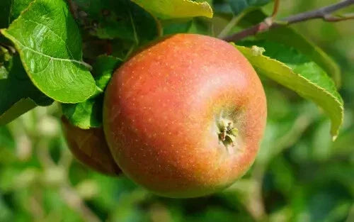 Marie Doudou Apple Seeds - 25+ Non-GMO Malus domestica Seeds for Garden Planting - USA Quality