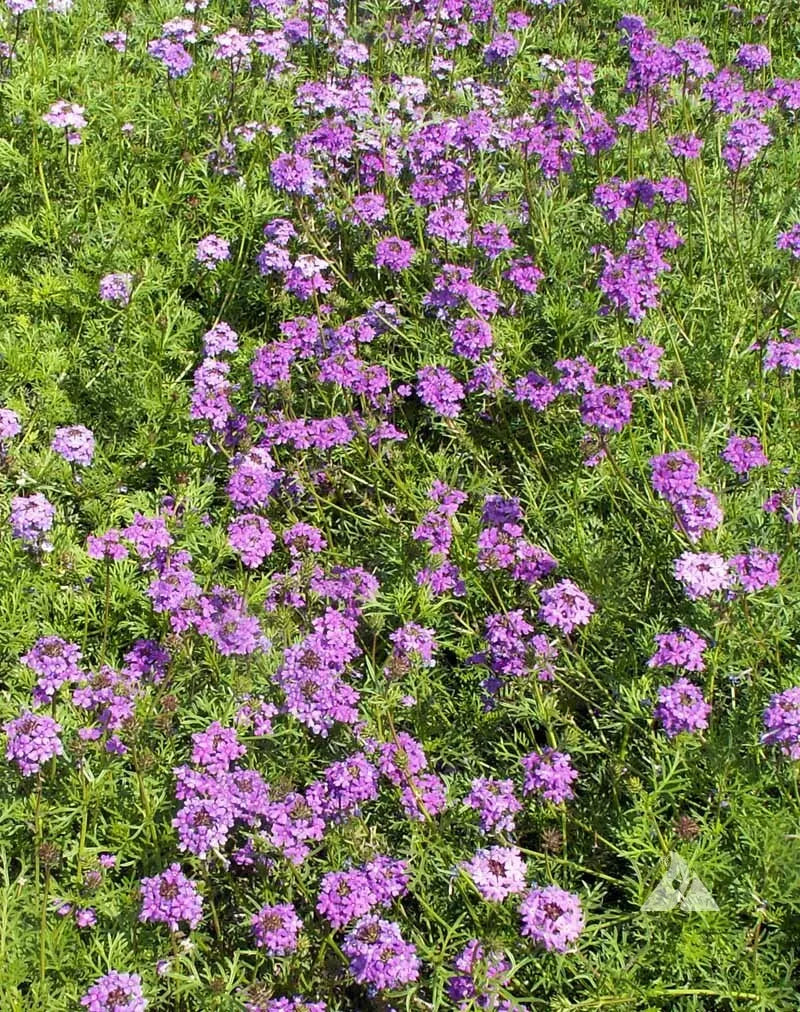 Verbena peruviana seeds, 1000 non-GMO purple moss perennial flowers for butterflies, garden, border, container, pollinator-friendly