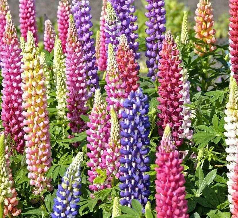 Russell Lupine Flower Seeds - 50+ Mixed Colors, Perennial Garden Seeds, Lupinus polyphyllus, Attracts Pollinators