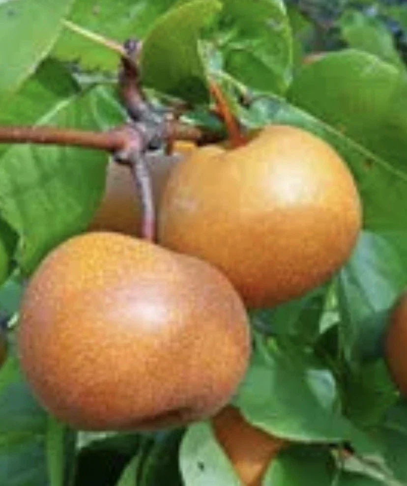Chojuro Pear Cuttings - 4 Golden Brown Round Crispy Fruit Tree Propagation Pyrus pyrifolia