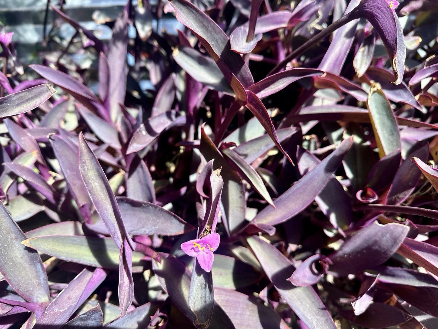 Organic Purple Heart Wandering Jew Cuttings – 8 Tradescantia Pallida Purpurea Indoor Outdoor Plantlets