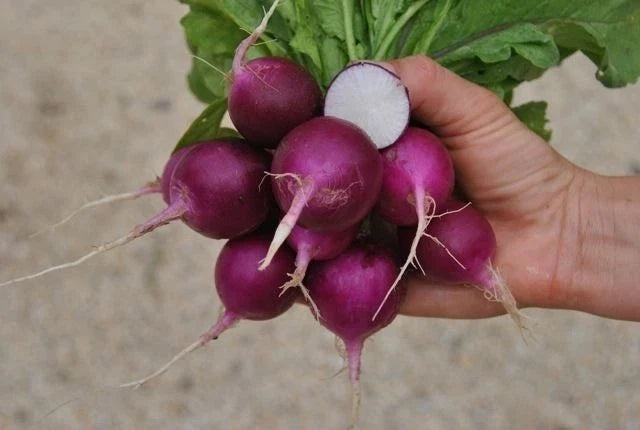 Purple Plum Radish Seeds - Organic Heirloom Non-GMO, 100+ Seeds, Raphanus sativus, Edible Root, Full Sun, Easy to Grow