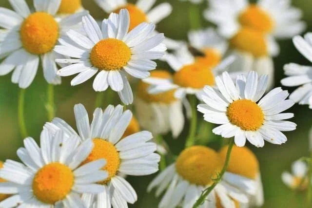 Roman Chamomile Seeds - 500 Seeds - Easy to Grow Herb - Anthemis nobilis