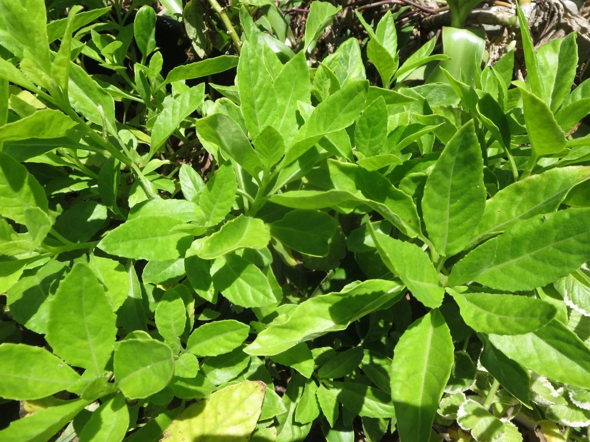 Longevity Spinach Cuttings - 10 Fresh Unrooted Gynura Procumbens for Home Gardening, Edible Leafy Green