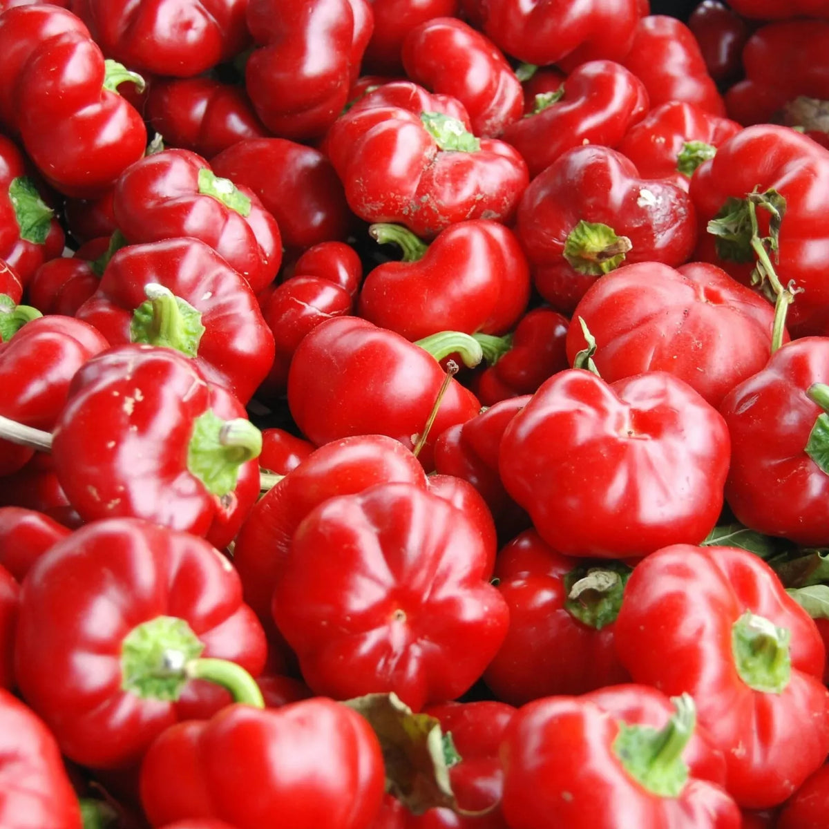 Sweet Pimento L Pepper Seeds – Capsicum annuum – Mild Bell Pepper for Vegetable Garden, 25+ Seeds, Non-GMO, Full Sun, Free Shipping