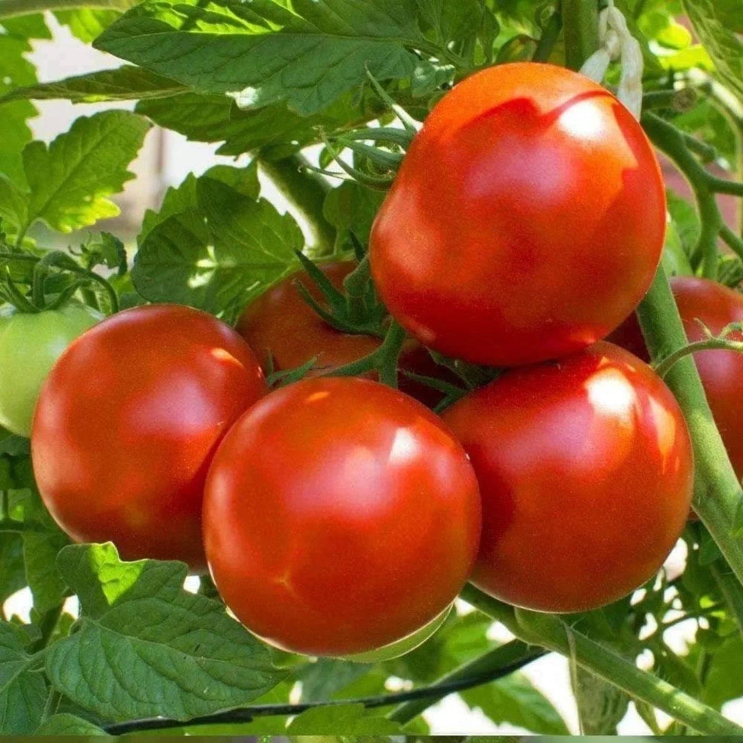 Marion Tomato Seeds 50 Ct - Heirloom Non-GMO Vegetable, Indeterminate, Organic Gardening, Solanum lycopersicum