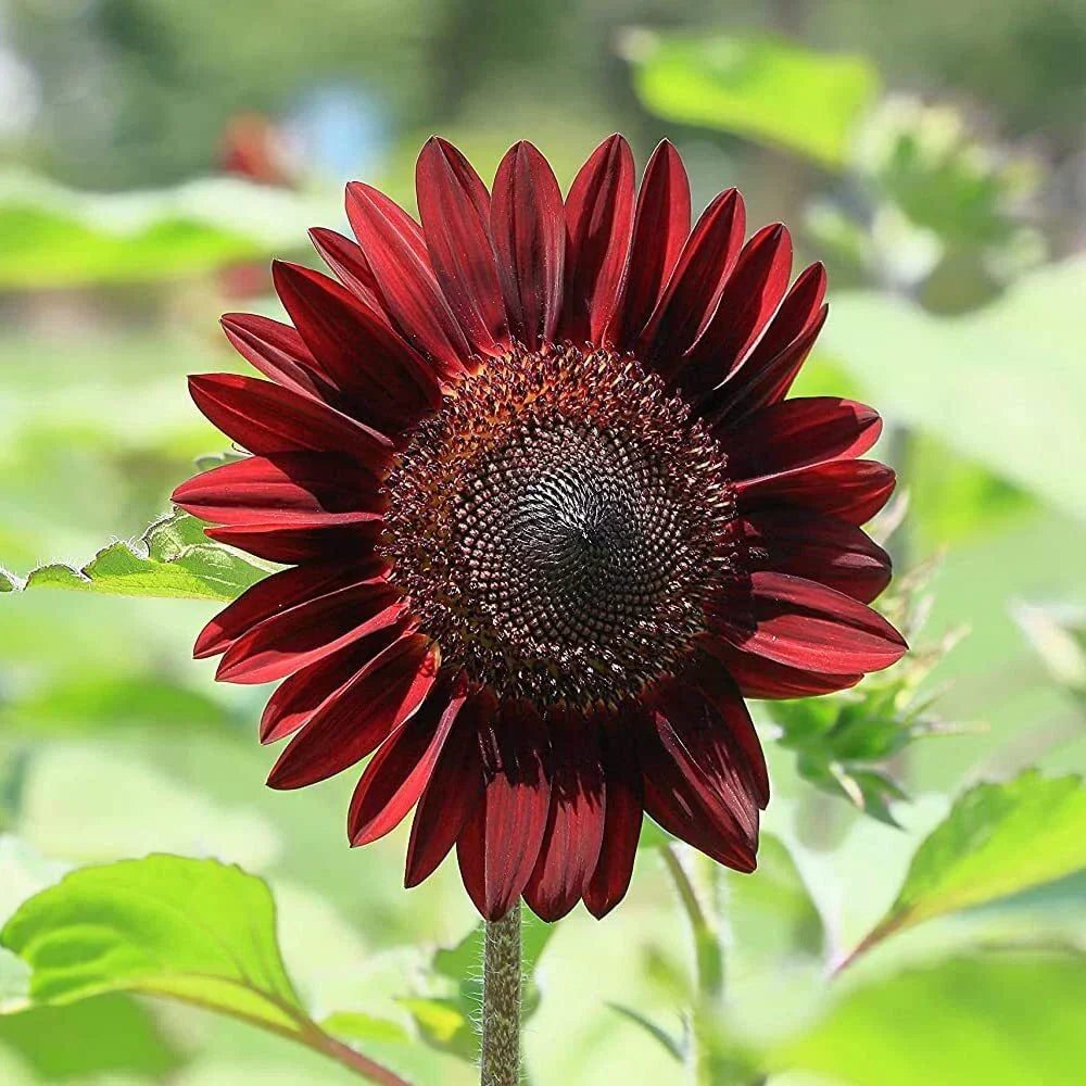 Cherry Chocolate Sunflower Seeds - 50 Heirloom Non-GMO Helianthus annuus