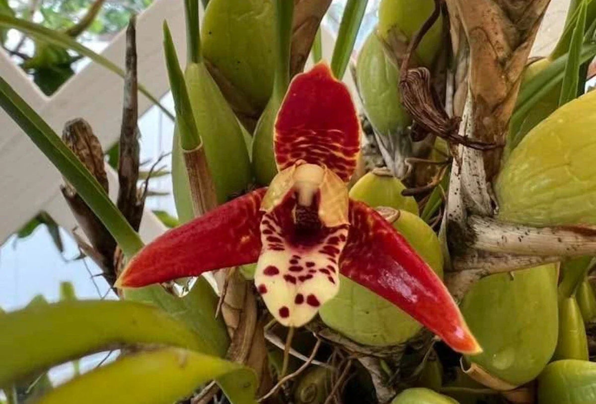 Maxillaria tenuifolia Orchid Cutting – Fragrant Coconut Orchid, Blooming Size, Tropical Yellow Flower, Easy Care Epiphyte