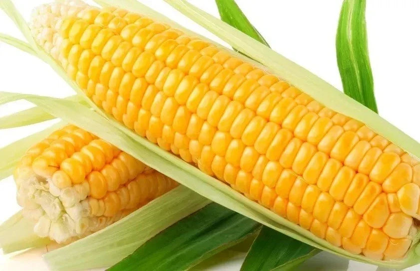 Sweet Golden Bantam Corn Seeds - Organic Non-GMO Heirloom Zea mays for Home Garden, Fresh Sweet Corn Seeds, 120+ Seeds