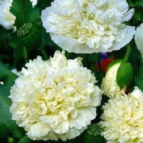 Cream Peony Poppy Seeds – Non-GMO Flower Seeds for Garden, Papaver paeoniflorum, Easy to Grow, Large Fragrant Blooms