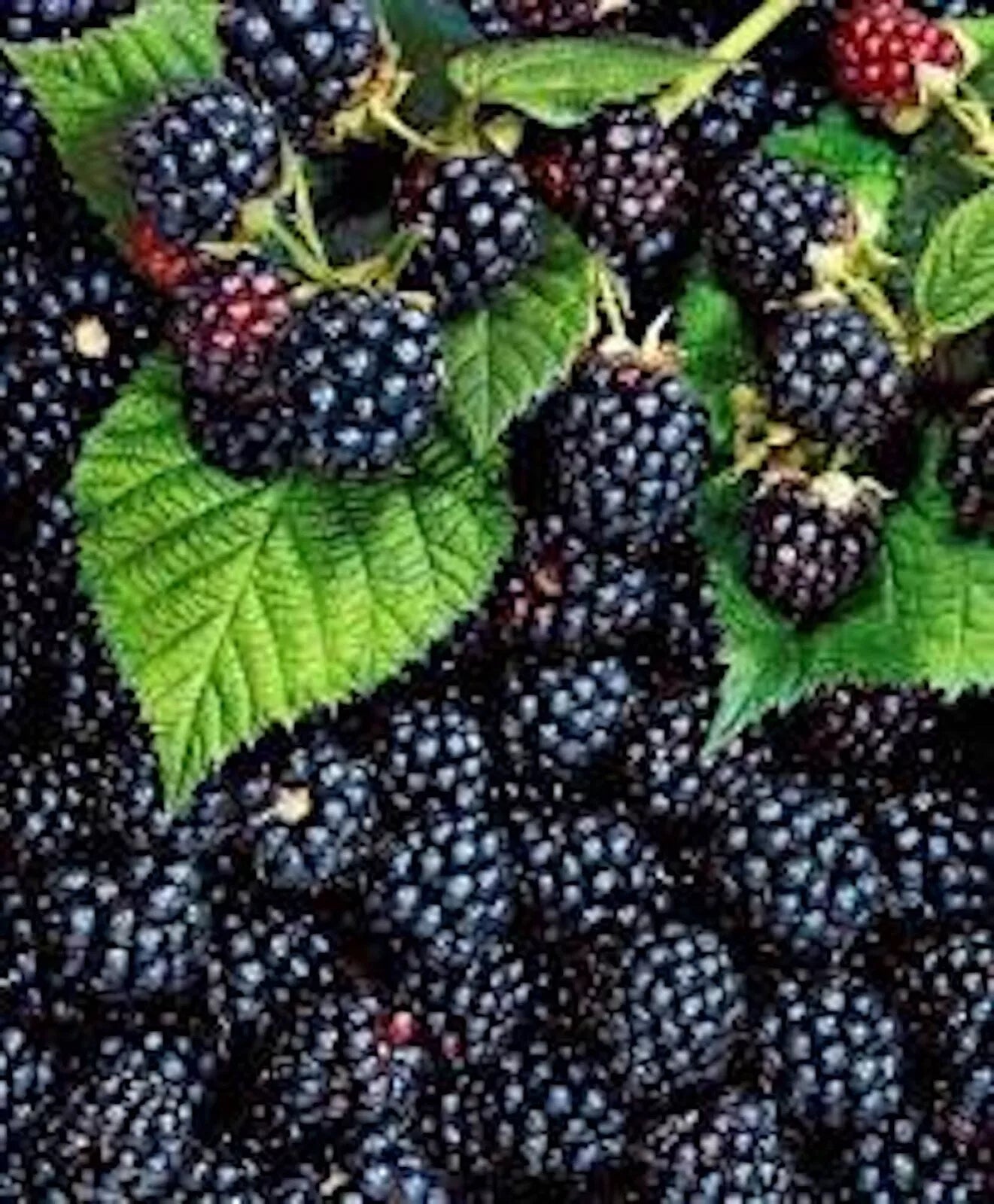 Triple Crown Blackberry Plant - Thornless Edible Fruit - Rubus fruticosus 'Triple Crown' - 5 Pack