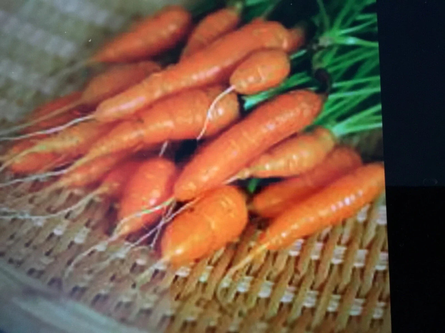 Carrot Seeds 200 Count for Baby Carrots Daucus carota, Fresh Organic Heirloom Variety