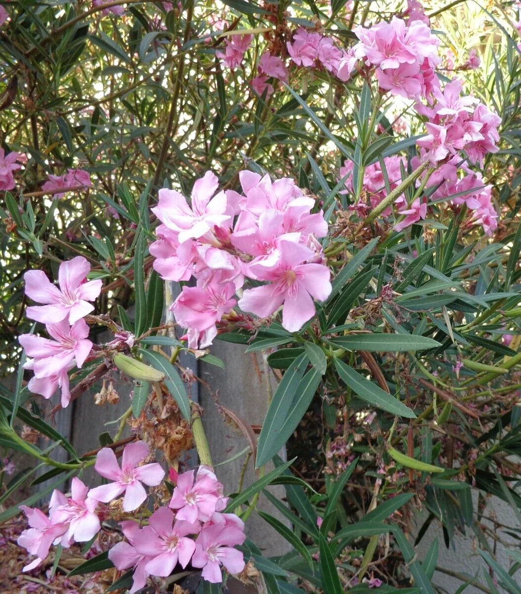 Oleander Live Plant Cuttings 7" Pink Nerium oleander for Propagation, Garden, Container, Privacy Hedge