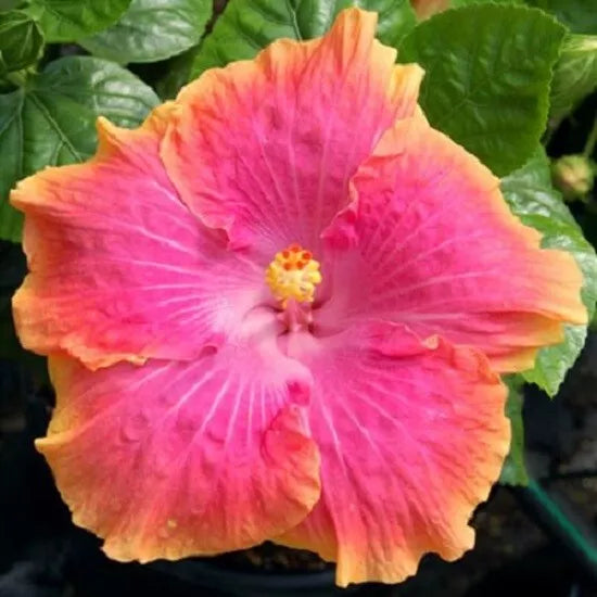 Hibiscus Seeds - 20 Yellow Pink Perennial Flower Seeds - Hibiscus rosa-sinensis for Garden, Landscape, Containers