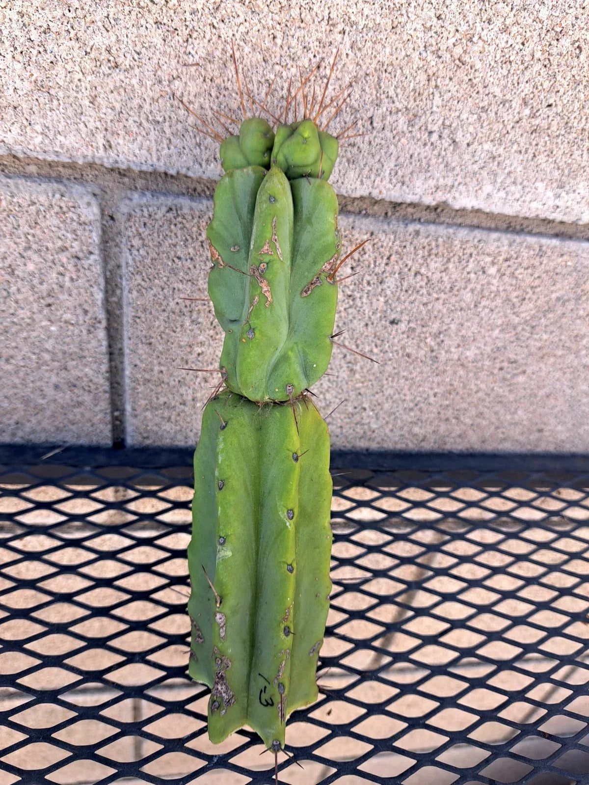 Cereus Bridge Cactus Cutting – Indoor/Outdoor, Fast-Growing Cereus peruvianus, White Night Blooms, Succulent Plant