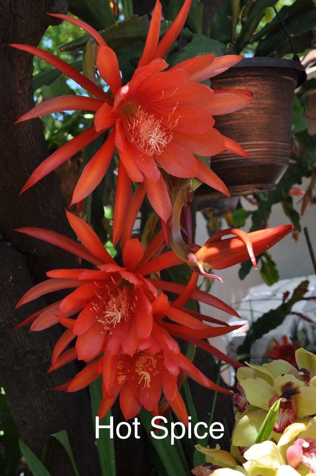 Epiphyllum Orchid Cactus Cuttings – 4" Rooted "Hot Spice" Variety with New Growth, Bright Orange to Red Blooms