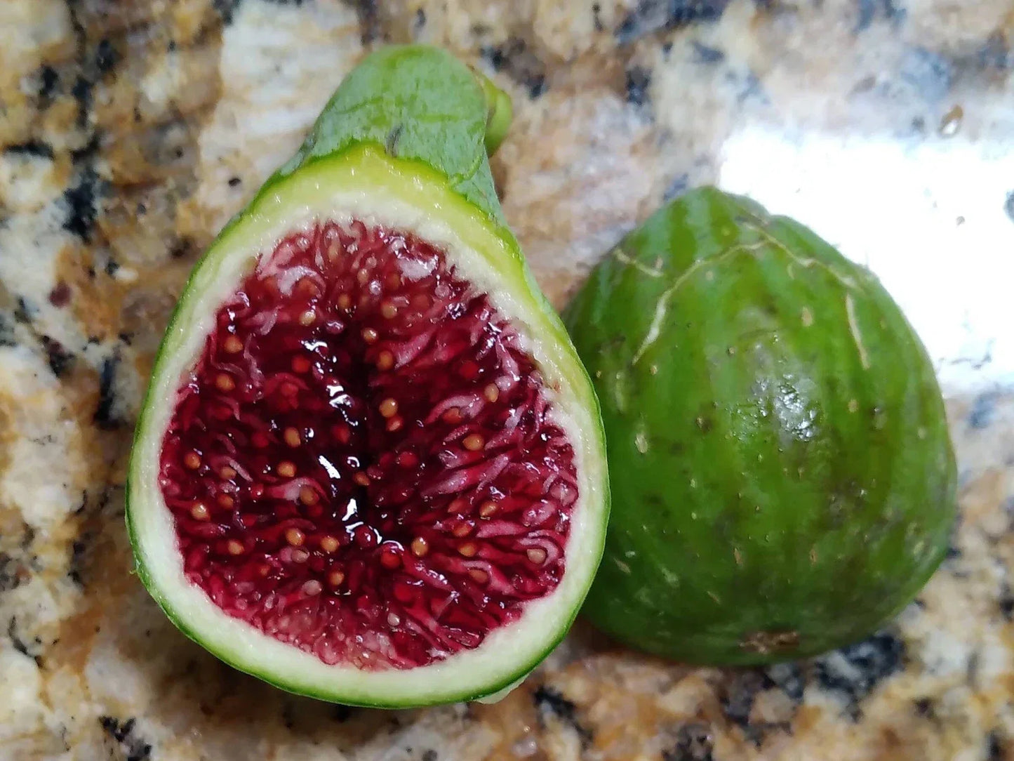Fresh Fig Tree Cuttings - Davis Wildhorse Variety - Easy Rooting Ficus carica