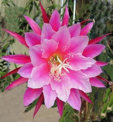 Epiphyllum Orchid Cactus Cutting 8" Grace Ann Variety Flowering Houseplant Succulent