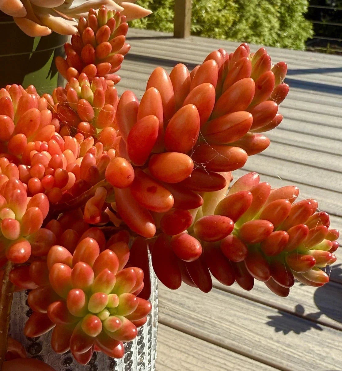 Sedum Rubrotinctum Aurora Pink Jelly Bean Variegated Live Succulent Cutting, Rare Pink Green Foliage, Indoor or Outdoor Plant