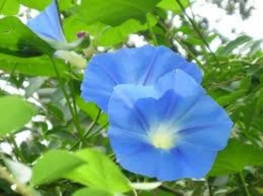 Morning Glory Vine Seeds - Ipomoea Tricolor Heavenly Blue, Climbing Annual Flower Seeds, Garden Trellis, Fence, Arbor Plant