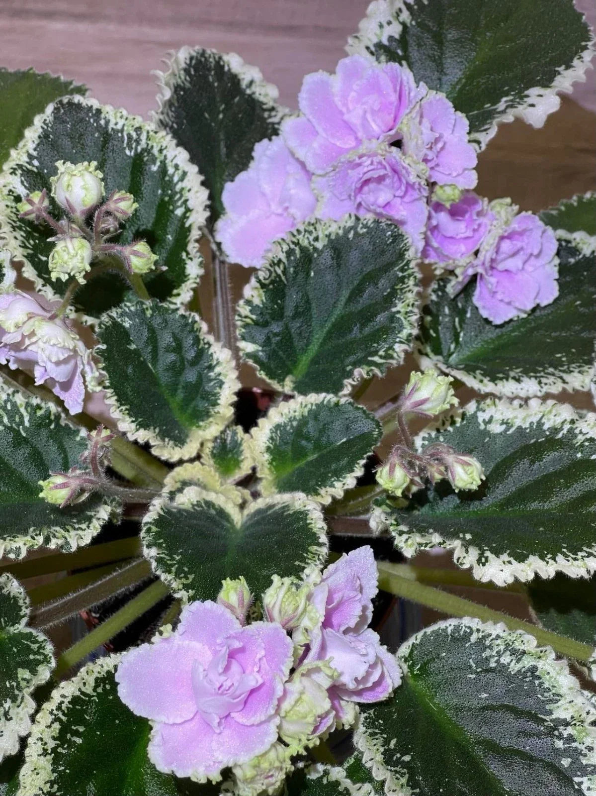 African Violet Leaves 2 Pack – Hunter's Slippery When Wet – Saintpaulia ionantha propagation leaves