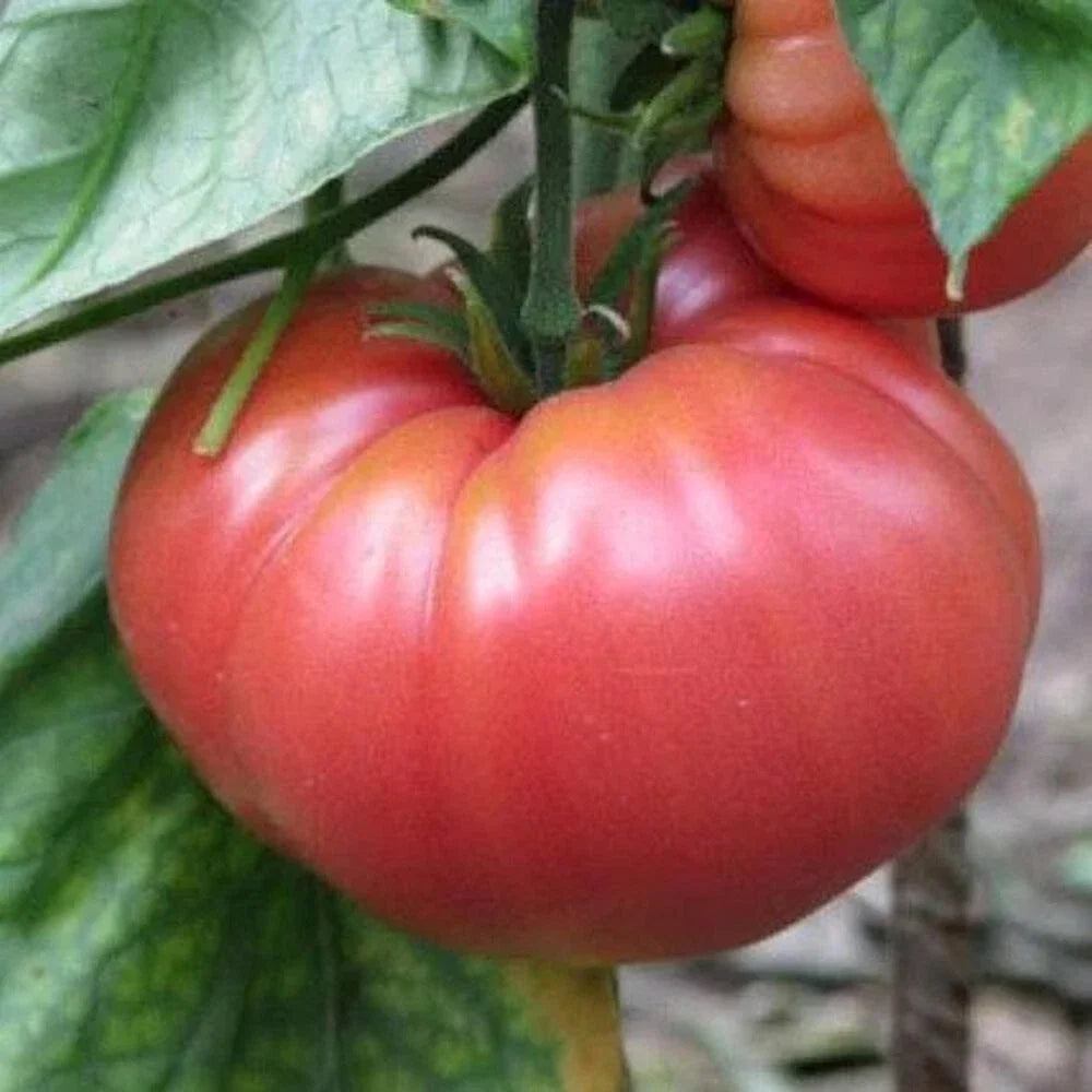German Johnson Tomato Seeds - Non-GMO Heirloom Seeds for Gardening, Solanum lycopersicum, Juicy Large Tomatoes, Vegetable Seeds