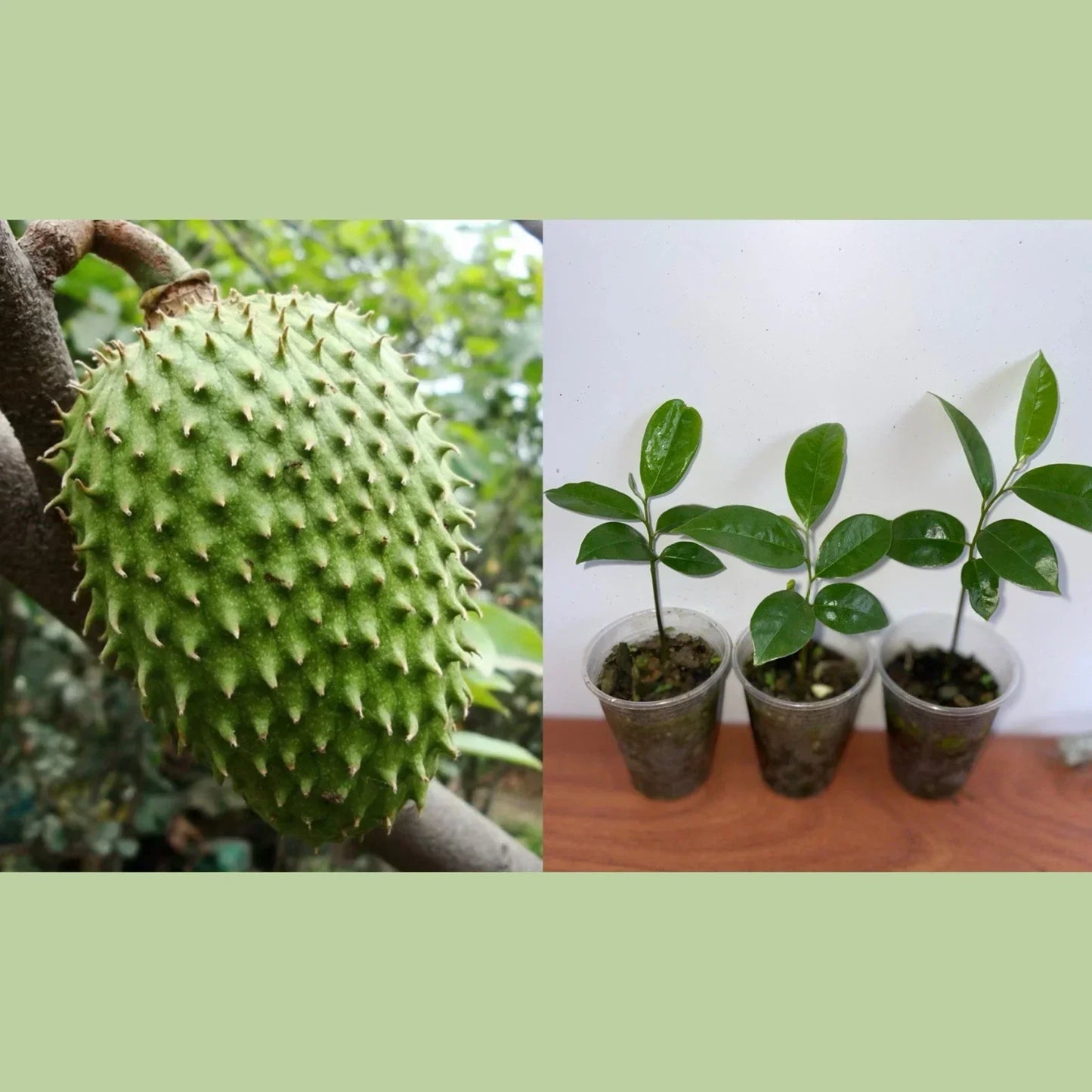 Live Soursop Plant 5-7” Tall - Annona Muricata - Tropical Fruit Guanabana