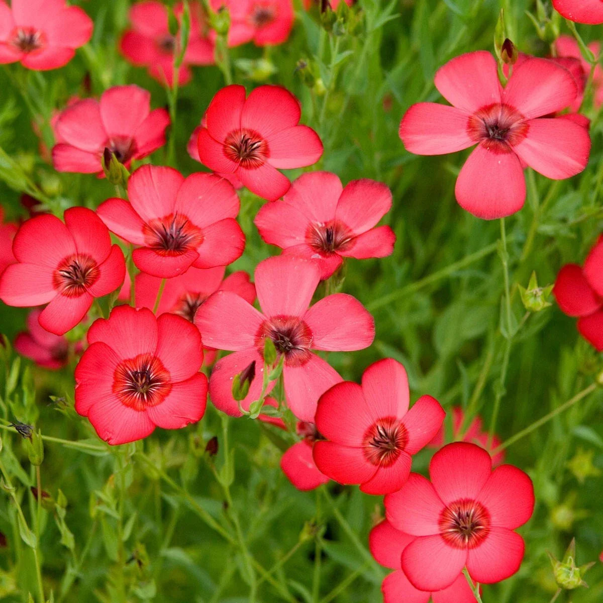 Scarlet Flax Wildflower Seeds 1/4 Lb – Linum grandiflorum – Drought-Tolerant, Pollinator-Friendly, Eco-Friendly Garden Seeds