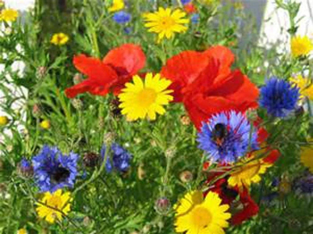 Wildflower Seed Mix 6 oz – Native Pollinator-Friendly Border & Garden Blend for Biodiversity