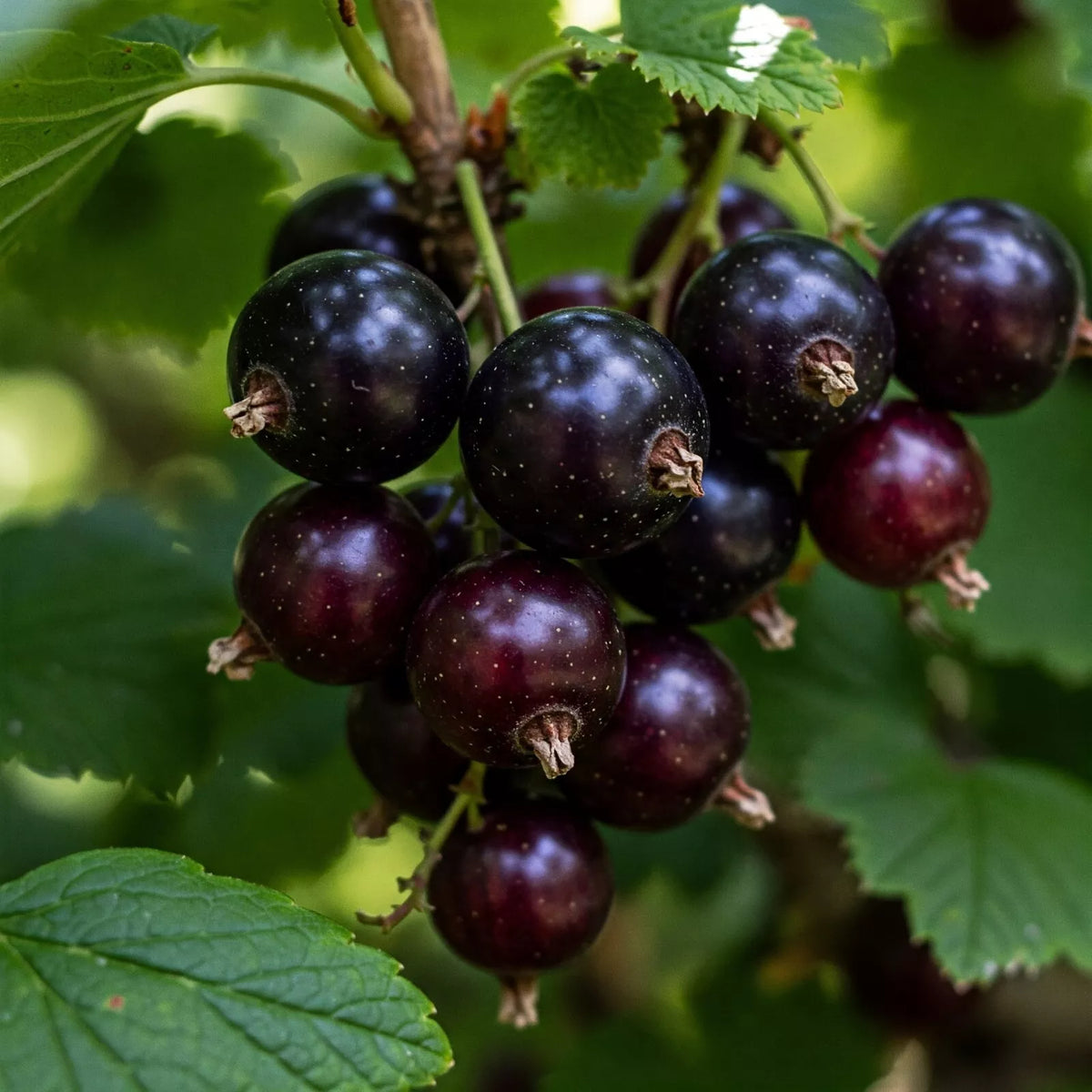 Jostaberry Plant - Live Dormant Bush with Edible Berries - Ribes × nidigrolaria - Fruit-bearing Hybrid Shrub