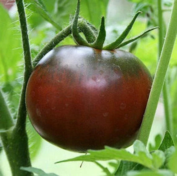 Black Krim Tomato Seeds - Heirloom Solanum lycopersicum, Dark Color, Sweet-Tart Flavor, High Yield, Non-GMO, for Home Garden & Containers